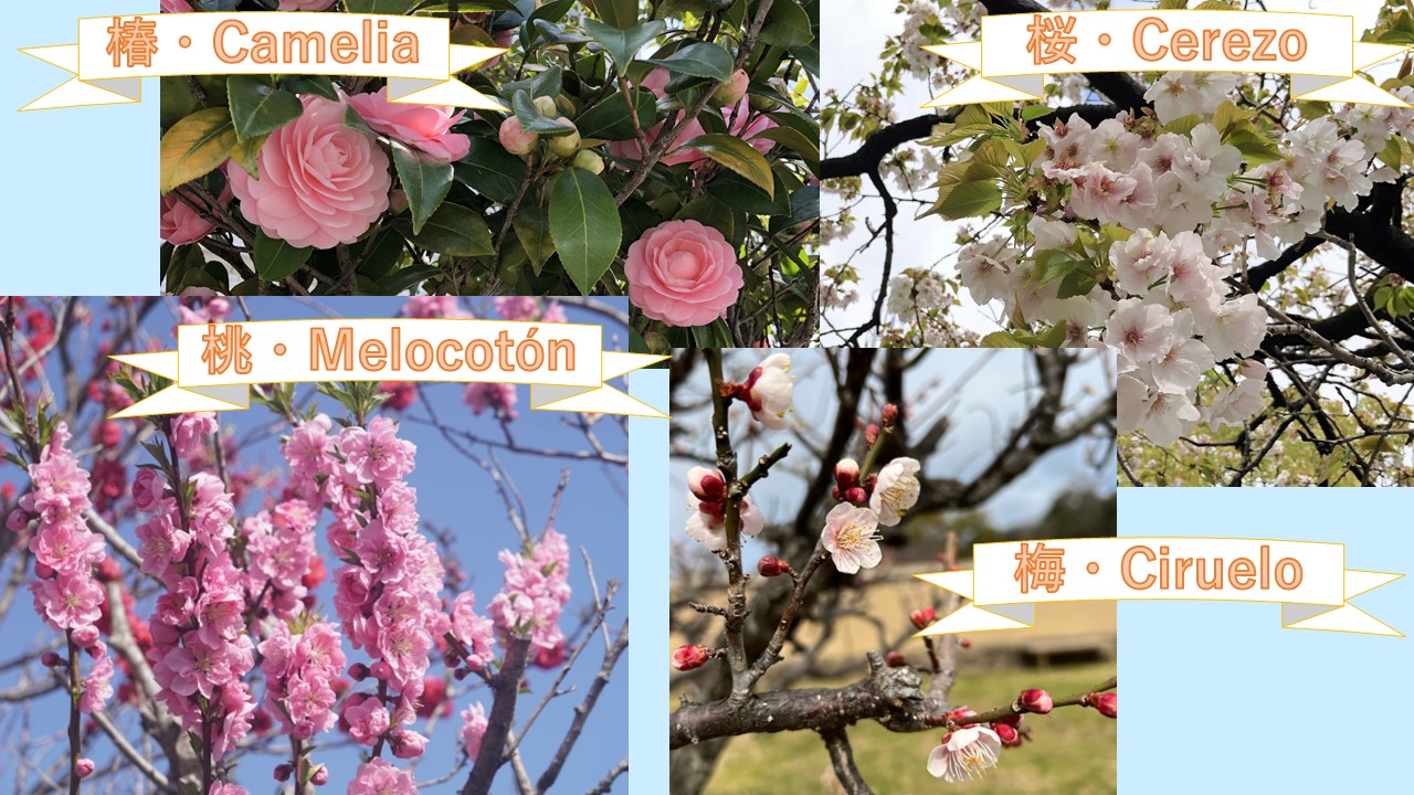 Episodio 6 冬から春にかけて咲く花 Las Flores De Invierno Y Primavera 英語 スペイン語 翻訳者の語学学習と翻訳と旅の話